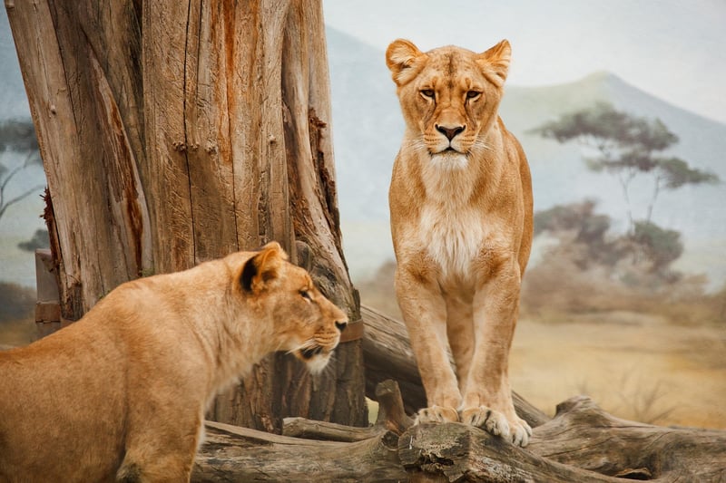 Wildlife Safaris